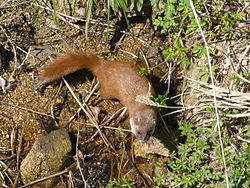 250px-Mustela_itatsi.JPG
